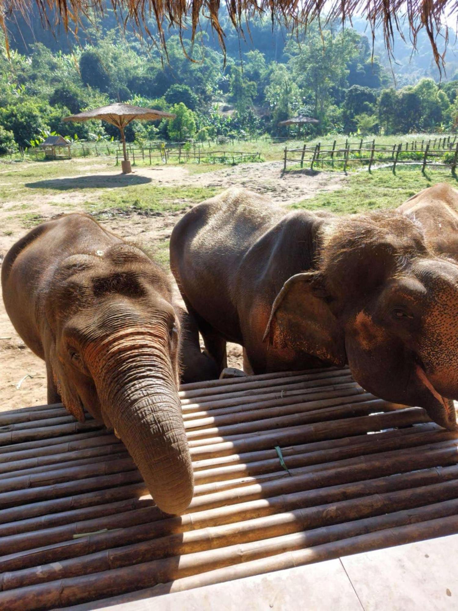 Yak Guesthouse Chiang Mai Eksteriør bilde